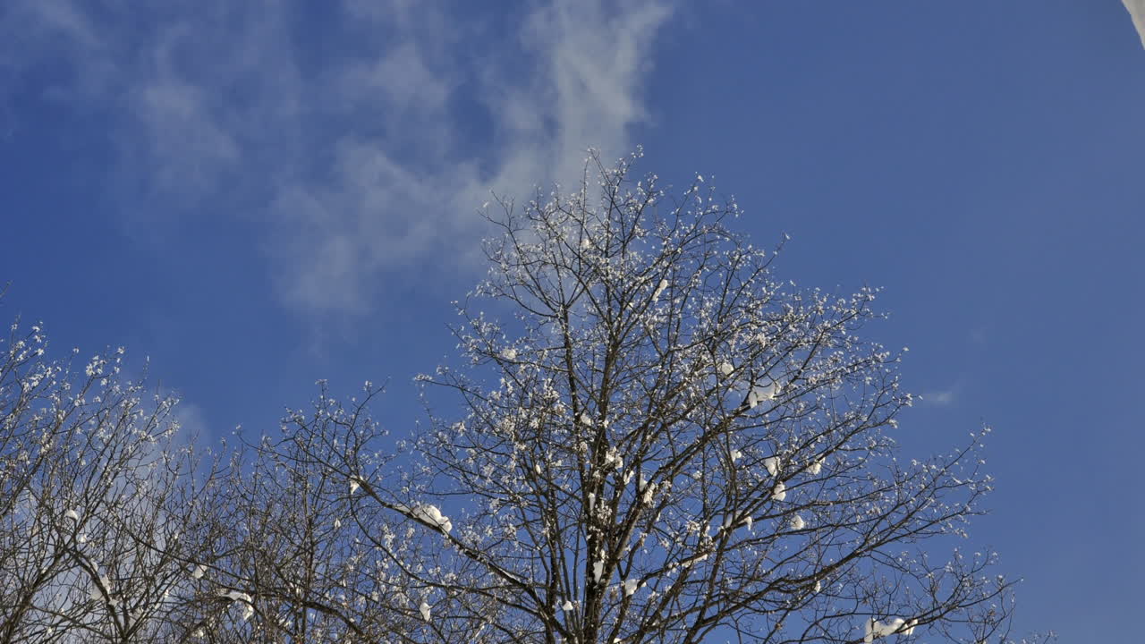 푸른 하늘이 있는 알프스에서 나무에 마지막 눈이 내리는 겨울에 벌거벗은 나무 뒤로 움직이는 구름의 시간 경과