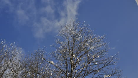 Zeitraffer-Von-Wolken,-Die-Sich-Im-Winter-Hinter-Einem-Kahlen-Baum-Bewegen,-Mit-Dem-Letzten-Schnee-Auf-Dem-Baum,-In-Den-Alpen-Mit-Blauem-Himmel