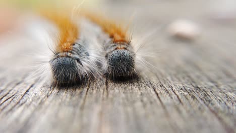 extreme macro close up and extreme slow motion of two western tent caterpillar’s as the wind hits it