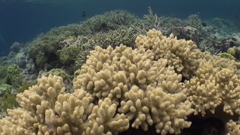 flight over a healthy hard coral block family porites, in background staghorn and leather corals