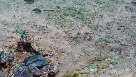 Super-slow-motion-of-rocky-shore-with-crystal-clear-water-and-small-grey-swimming-fishes-on-surface