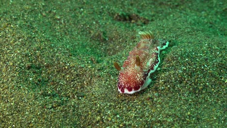 nudibranch crawling over volcanic coral reef