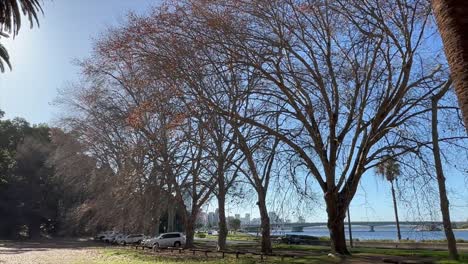 Autumn-trees-without-leaves-and-a-blue-sky-on-Mounts-Bay-Road,-Perth-Western-Australia