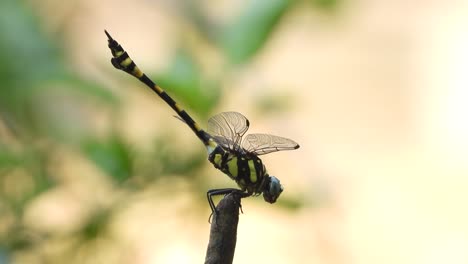 tiger dragonfly wings - skin