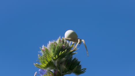 white spider on flower against blue sky