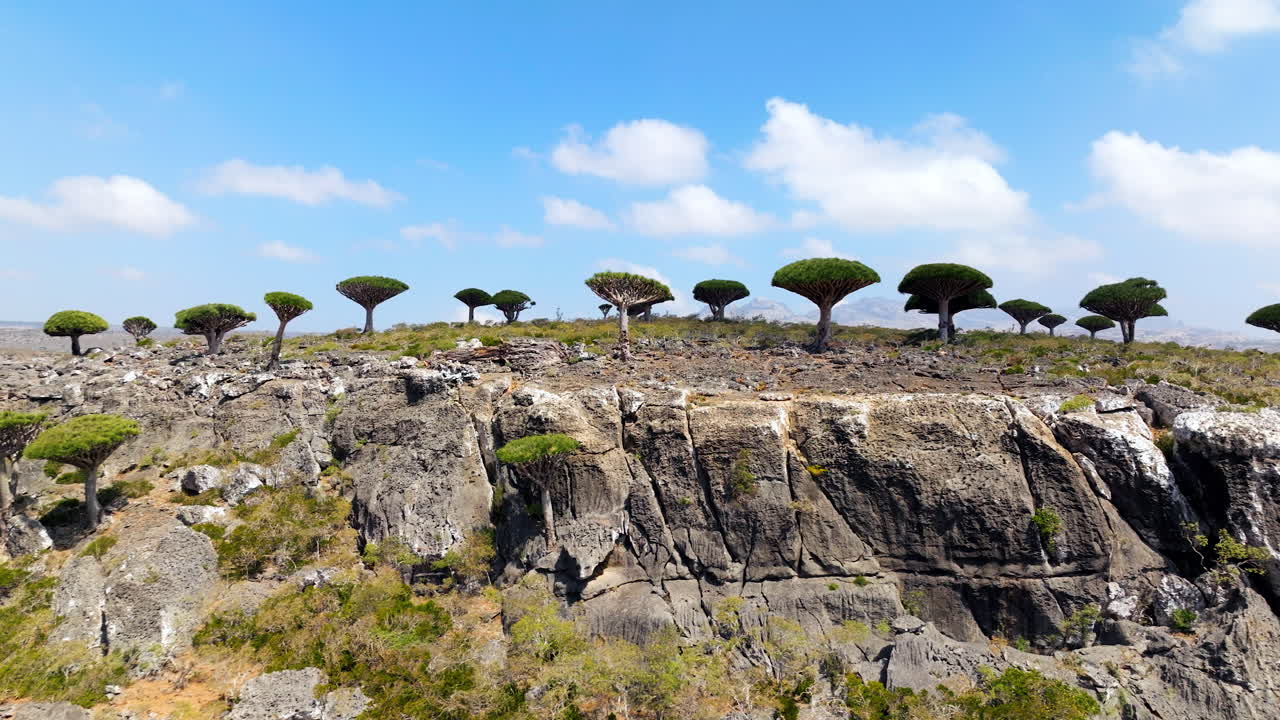 예멘의 소코트라 섬에 서식하는 드래곤 블러드 나무가 있는 피르민 숲