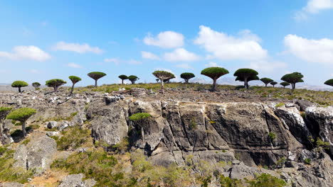 firhmin forest with endemic dragon blood trees in socotra island, yemen