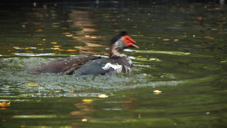 ducks splashing in a pond