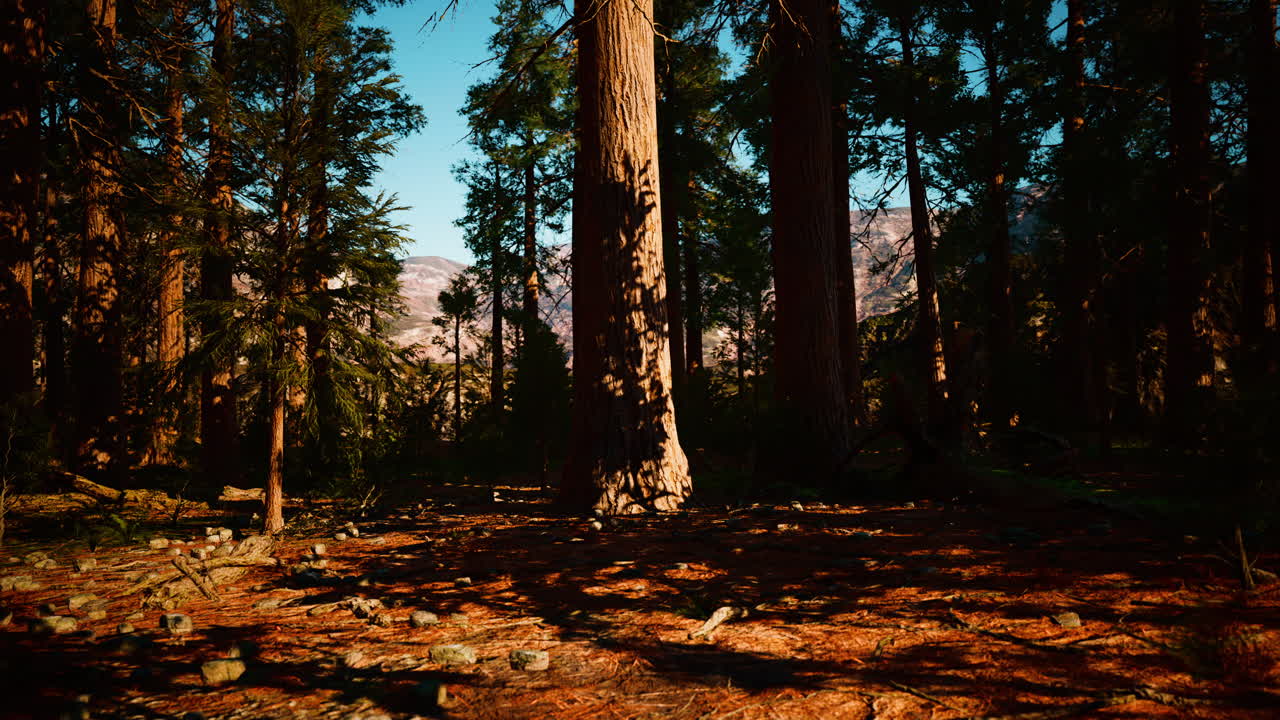 Sequoie Giganti nel Parco Nazionale di Sequoia in California, USA