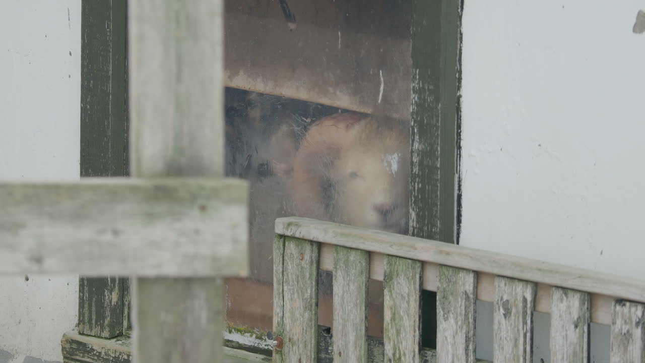 페로 제도에서 겨울에 헛간 안의 숫양