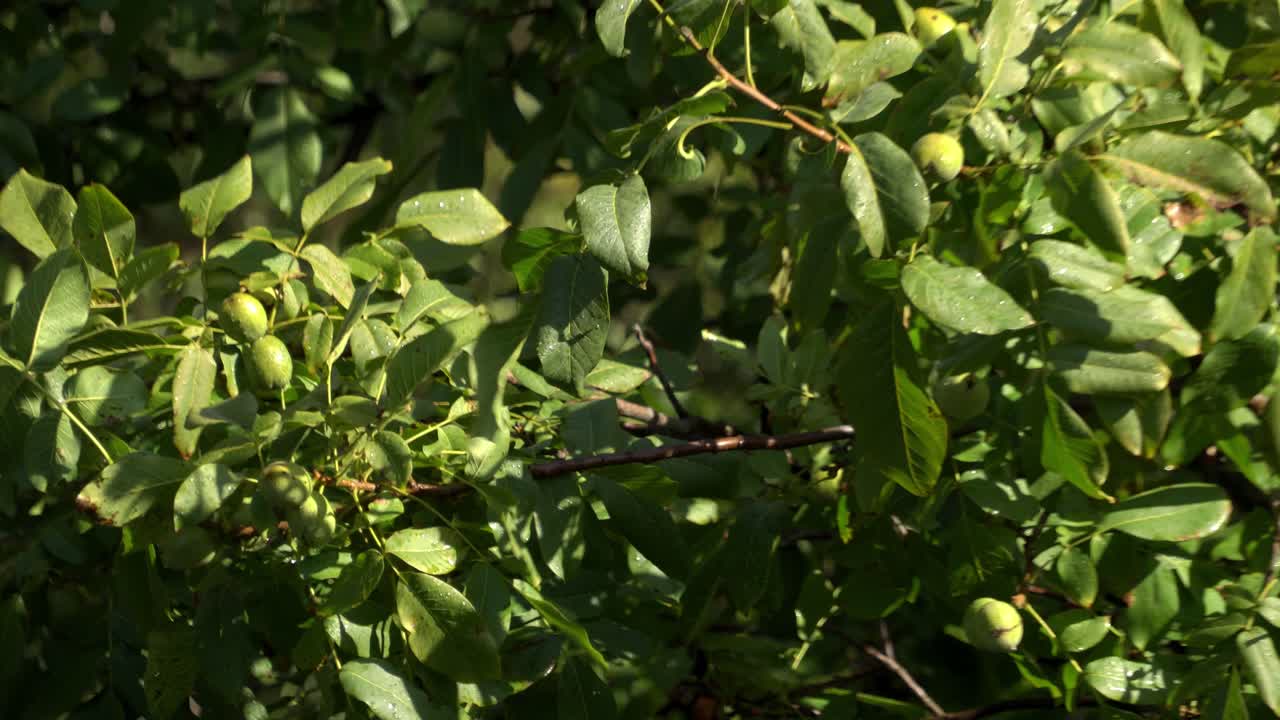 las ramas de nuez se balancean en el viento 03