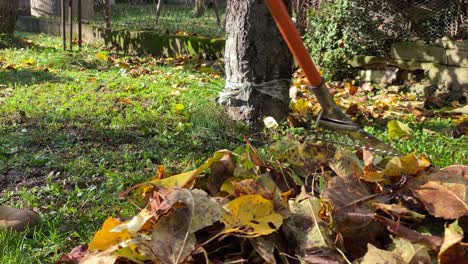 raking dry leaves on grassy ground at the park on a sunny morning - close up