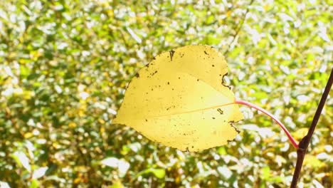 close up of a yellow aspen leaf in the fall in colorado