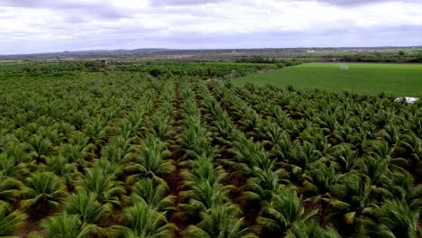 Coffee-plants-growth,-plantation-location,-Brazilian-food-industries