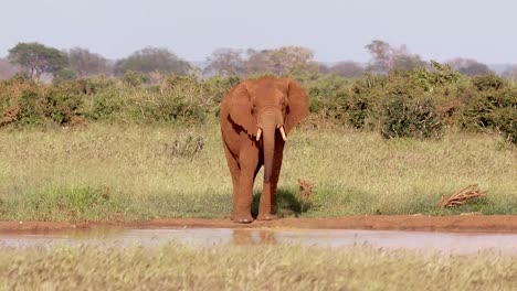 elephant spitting water from its mouth