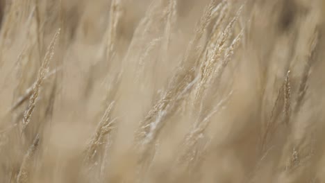 Dry-grass-reeds-swaying-in-the-breeze,-their-delicate-rustling-showcased-in-close-up-paralax-footage-with-a-beautifully-blurry-foreground