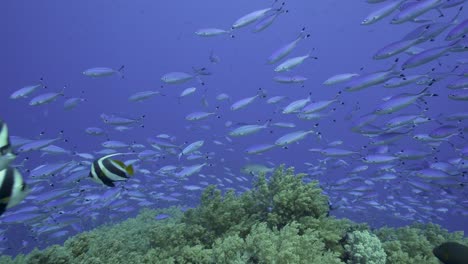 Explosion-of-fish-life-at-depth