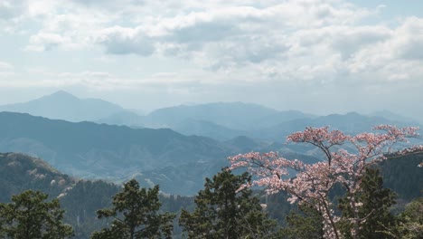 impresionante lapso de tiempo desde la cima de la montaña con un solo árbol de cerezo sakura