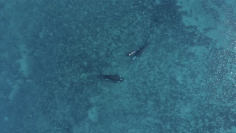 ballenas nadando en el océano azul