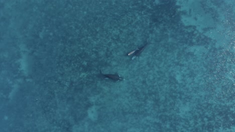 whales swimming in blue ocean