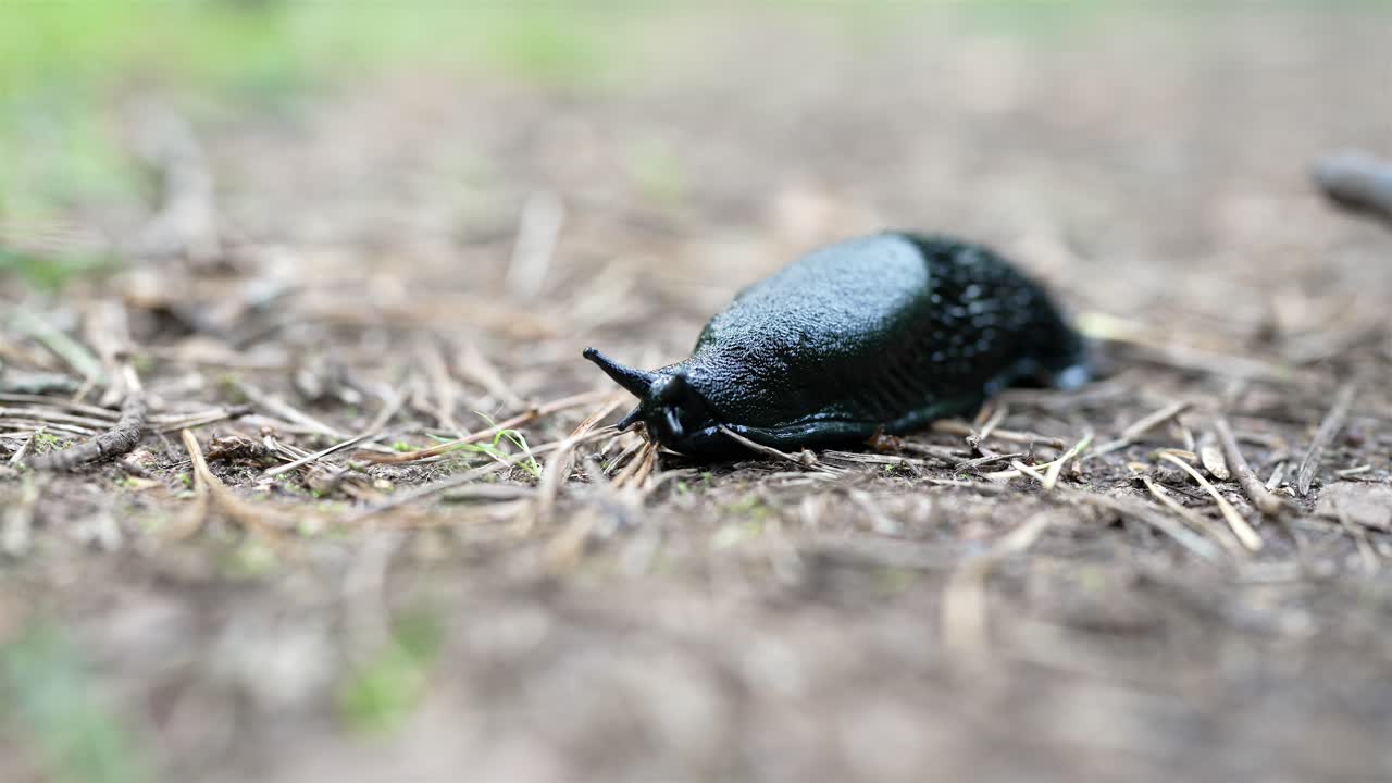 A macro close-up of a black slug (Arion ater) slowly crawling along the damp forest floor in a Swedish woodland. Tiny details of its glistening skin and delicate movements.
