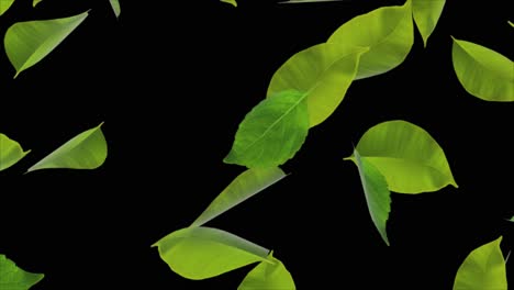 Falling Leaves Animation