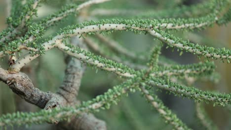 Otra-Vista-Más-Cercana-Y-El-Movimiento-De-La-Cámara-Del-Camión-Del-Lado-Izquierdo-De-Una-Planta-De-Ceraria-Namaquensis