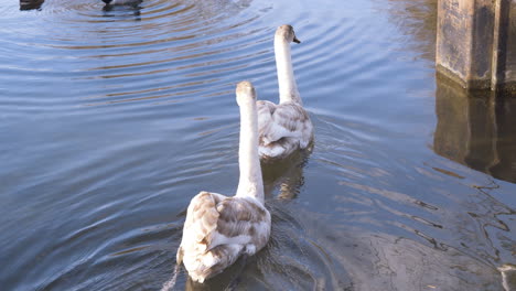 cisne en el canal