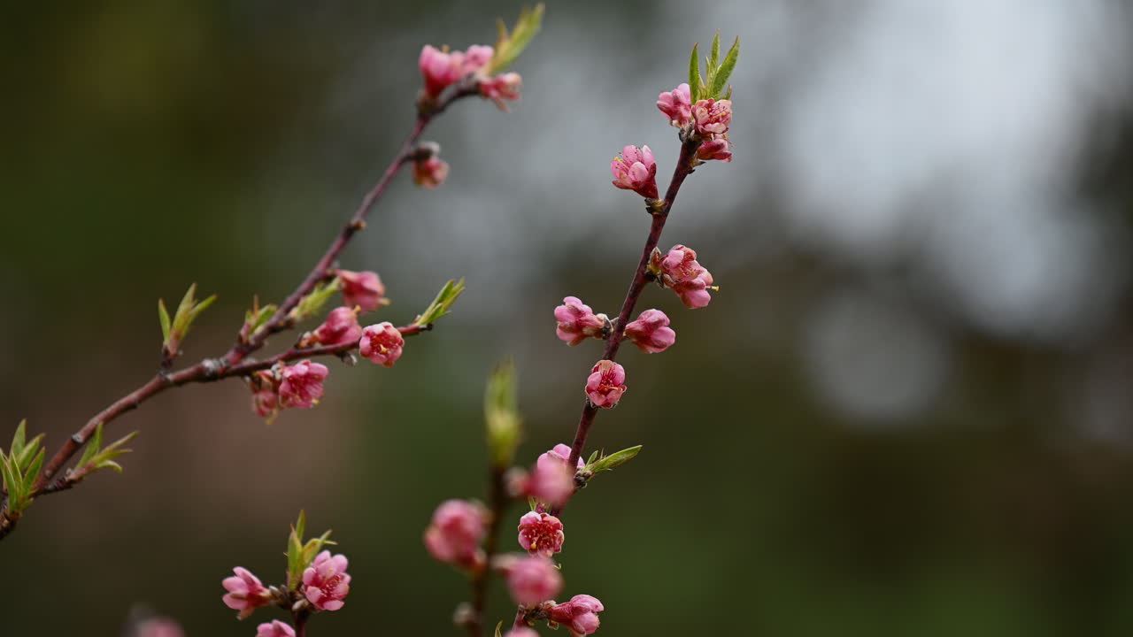 Piccoli fiori rosa sbocciano in Europa