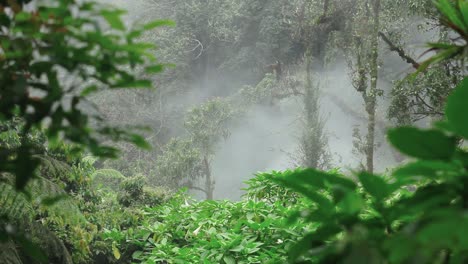 Toma-Fija-De-Arbustos-Y-árboles-En-Un-área-Brumosa-O-Con-Niebla-O-Vapor-Cerca-De-La-Cascada-Caliente-En-La-Montaña-Gede-Pangrango