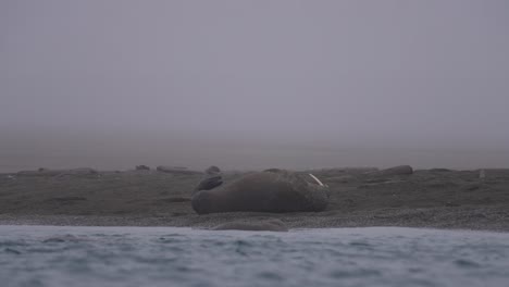 walrus lying and resting on beach by arctic sea waves, slow motion