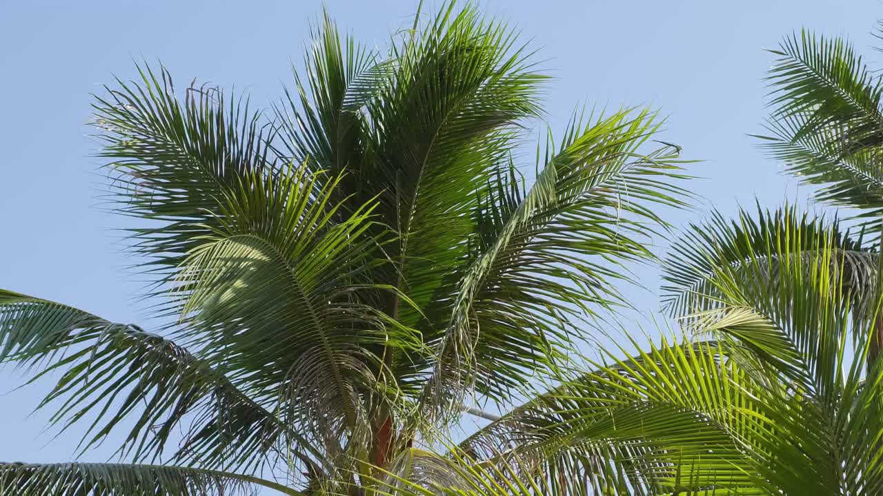 Ammira la serena bellezza delle palme che danzano dolcemente sotto il sole tropicale