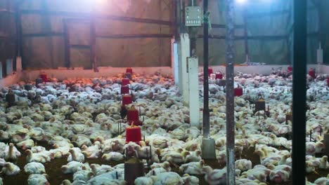 la cría industrial de pollo, los pollitos de engorde y la cría masiva de gallinas para la carne;