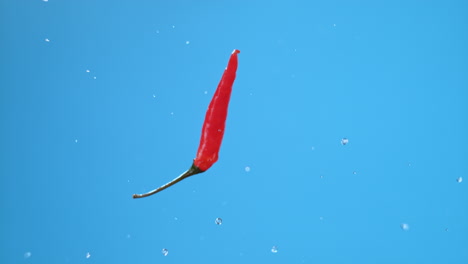 single small chili pepper jumping into the frame in a vertical position, rotating once with water