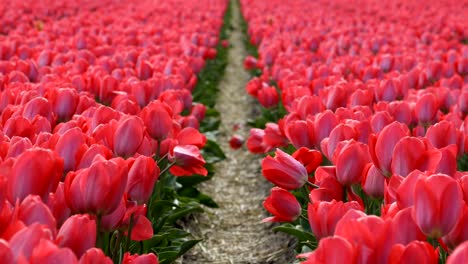 los tulipanes rojos ondeando en el viento
