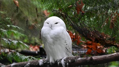 White-snow-owl-sitting-on-a-branch