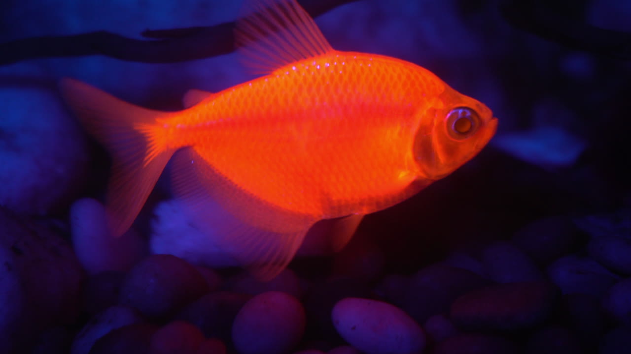peces fluorescentes brillan con luz azul
