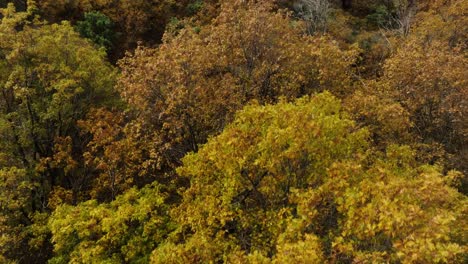 Aerial Footage Featuring Epic View of Northern California Forest and Reservoir Shasta Lake in Fall Time - Leaves Changing Colors in Autumn