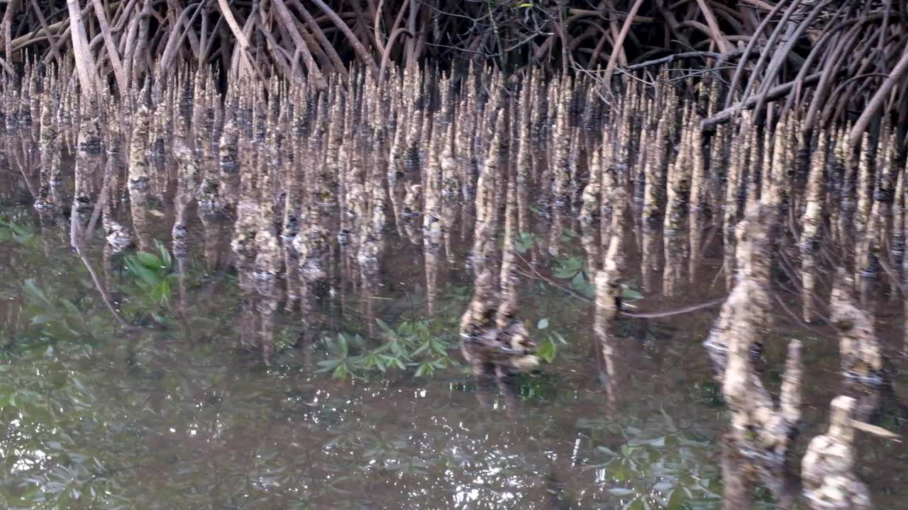 Close up of mangrove forest with exposed root ecosystem growing in the shallows of coastal ocean at low tide