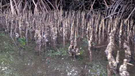 close up of mangrove forest with exposed root ecosystem growing in the shallows of coastal ocean at low tide