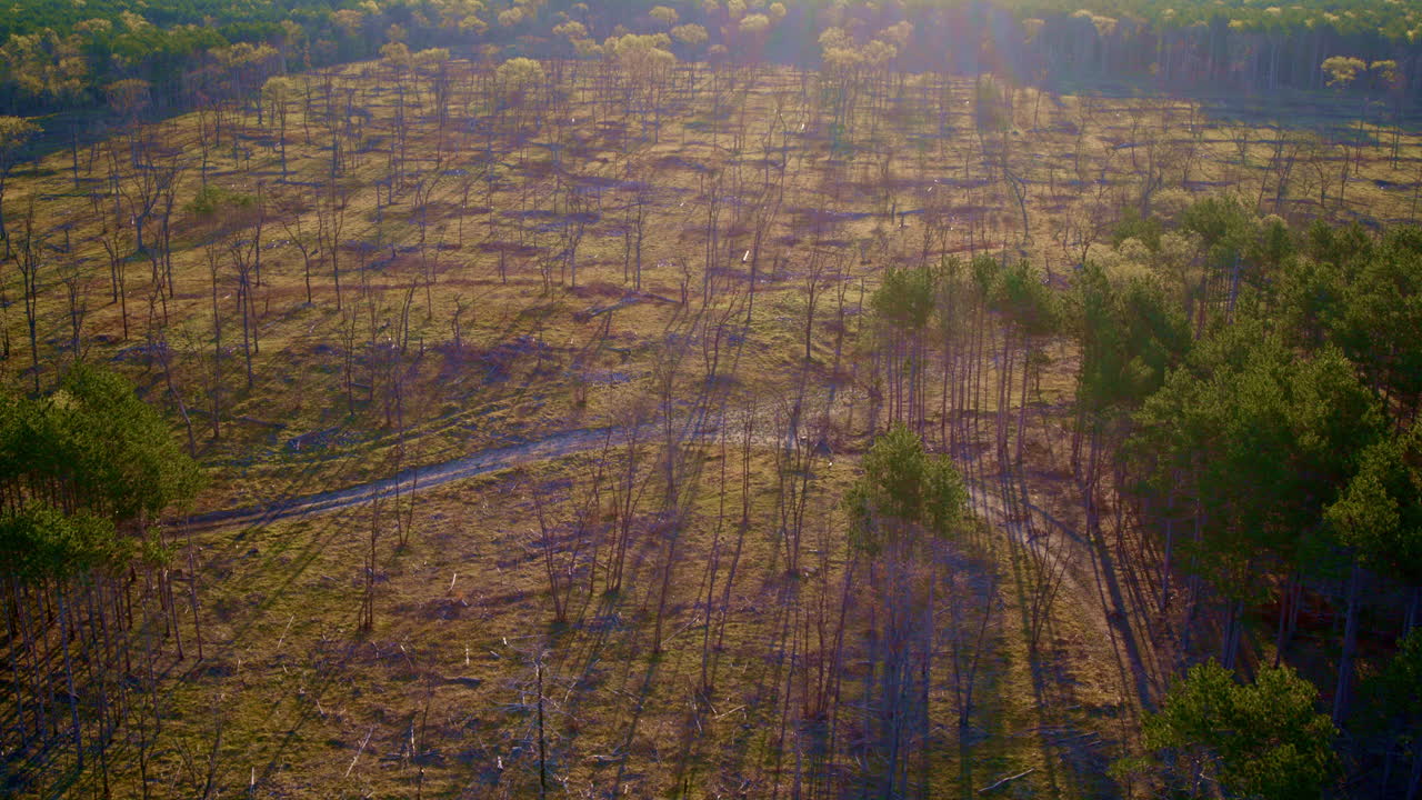 화재 후 숲의 파괴에 대한 드론의 광범위한 시각.