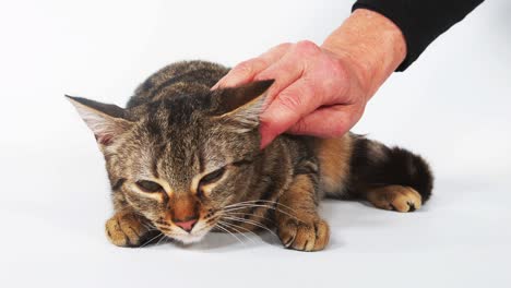 mujer acariciando un gato doméstico tabby marrón sobre fondo blanco, tiempo real 4k