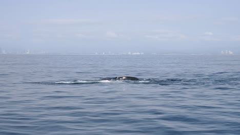 las ballenas de apareamiento navegan lentamente a lo largo de la costa cerca de una ciudad del horizonte de la costa del océano