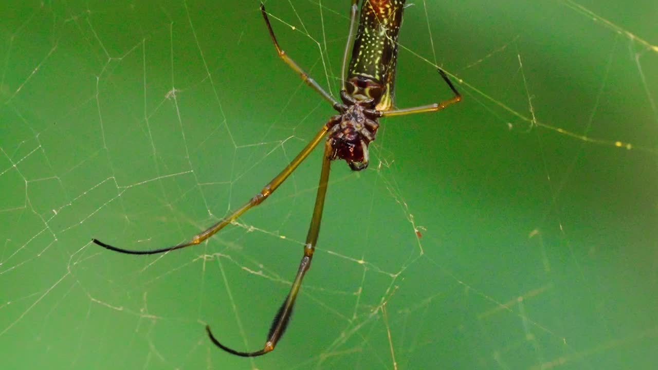 A colorful Golden Silk Orbweaver female on its web in Peru's Tambopata Reserve