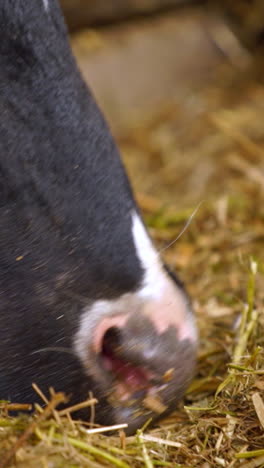 cows feeding hay in the farm. close up view of cows stuck in a stall eating hay vertical video