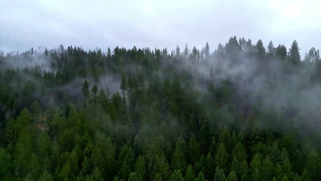 Aerial-drone-shot-over-treetops-with-fog-covering-the-mountain-trees-in-Muir-Woods-National-Monument,-Califonia,-USA-on-a-cloudy-day