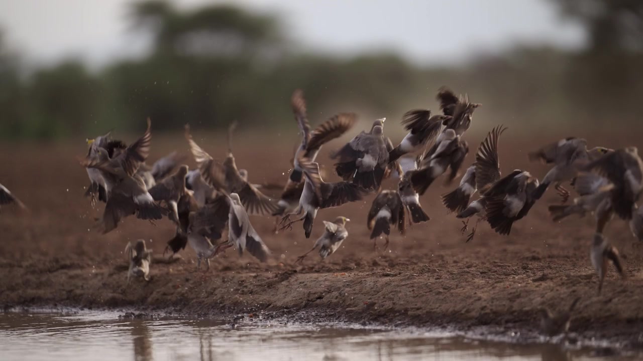 Rallentatore cinematografico di uccelli africani in volo durante un safari in Africa, stormo di uccelli che bevono acqua, comportamento degli uccelli in una pozza d'acqua durante un viaggio naturalistico in Kenya.