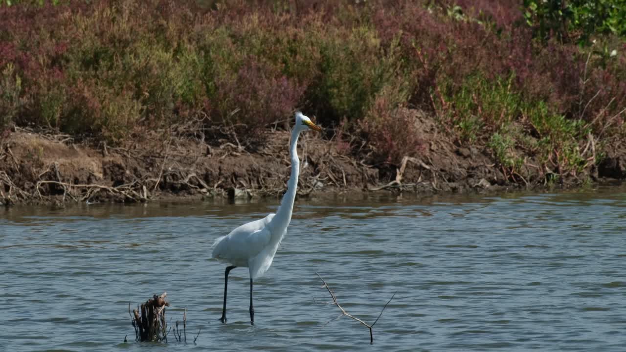 visto moviéndose hacia la derecha en busca de comida para comer, garza intermedia ardea intermedia, tailandia