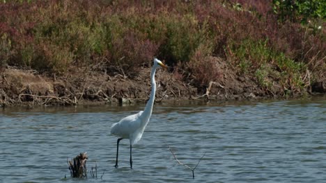 Seen-moving-towards-the-right-looking-for-food-to-eat,-Intermediate-Egret-Ardea-intermedia,-Thailand