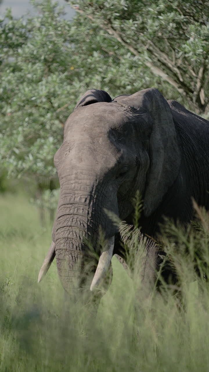 African Elephant in Grassy Savanna